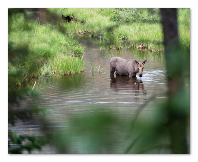 Moose 8x10 DSC_4048.JPG