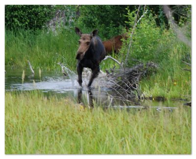 Moose charge 8x10DSC_4789.JPG