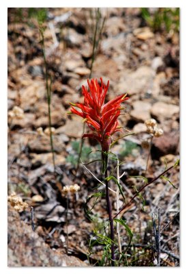 RMNP Indian Paintbrush 4x6 DSC_4219.JPG