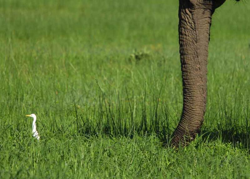 cattle egret  & friend