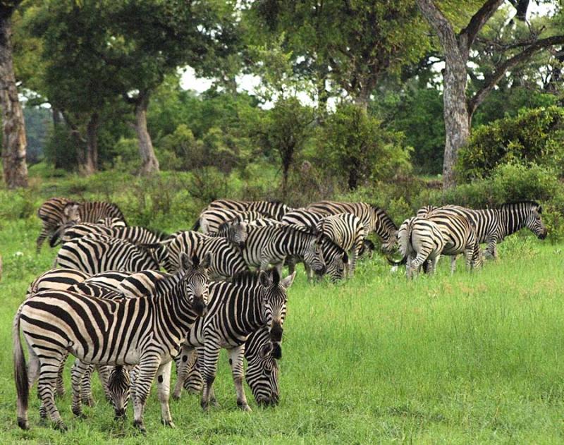 zebras