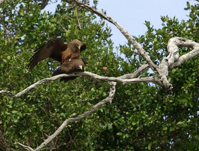  yellow billed kites mating