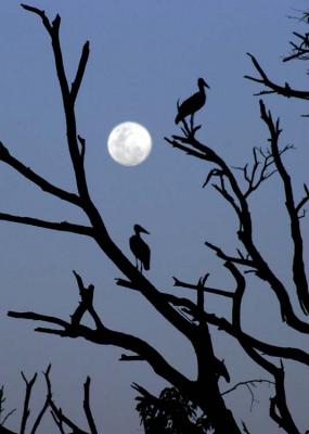 storks & moon.