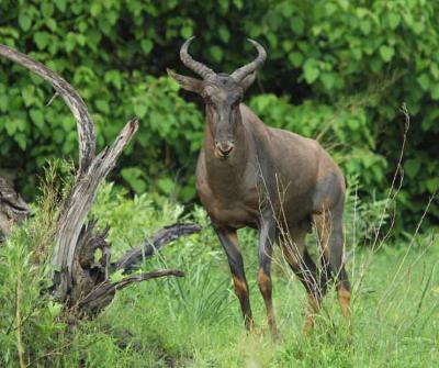  male tsesebe