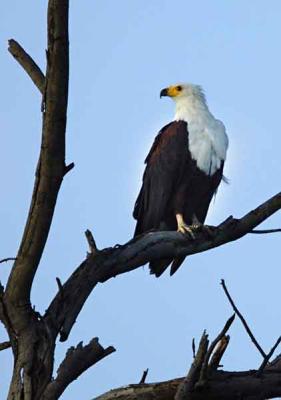 african fish eagle