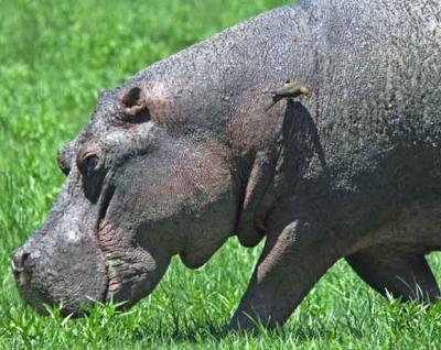 hippo & oxpecker bird