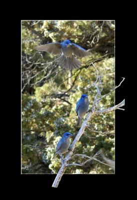 pinyon jays