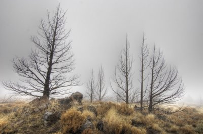 skeleton burn/ghost forest