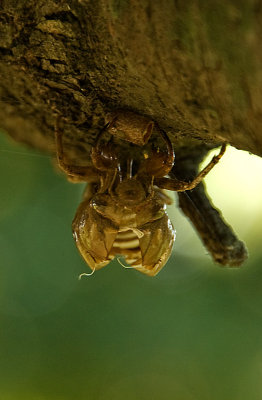 Cicada web 3282.jpg