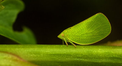 Leaf bug web 3354.jpg