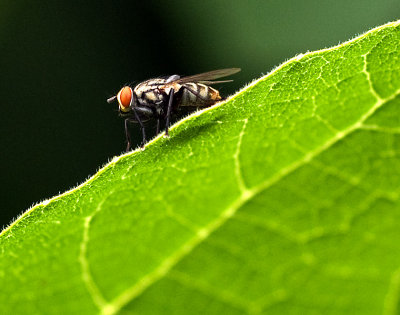 Fly web 3290.jpg