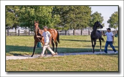 horsefarm2446.jpg