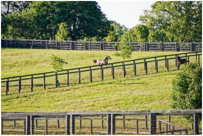 smallyearlings2429.jpg