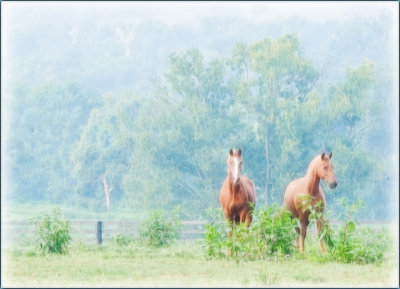 horses2689.jpg