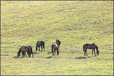 smallhorses2357.jpg