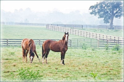 smallhorses2716.jpg