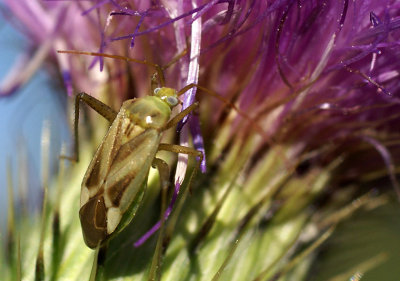 Miridae web 3440.jpg