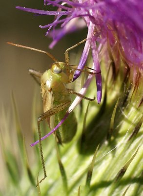 Miridae web 3442.jpg