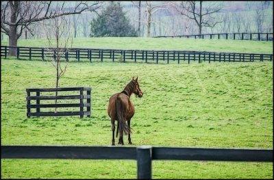 horse4943.jpg
