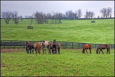 horses4959.jpg