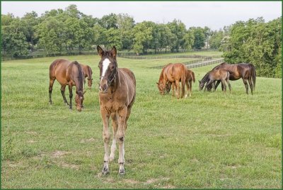 smallhorses6110.jpg