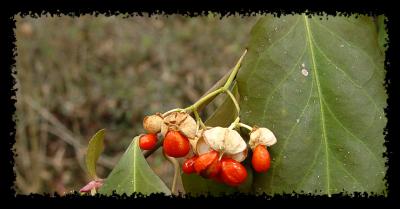tree berries web 1220.jpg