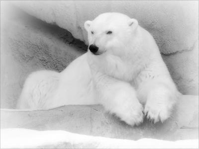 bwpolar1123.jpg