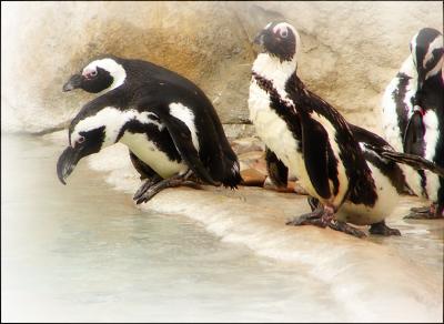 2penguins1098.jpg