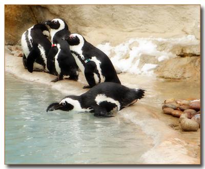penguins1063.jpg
