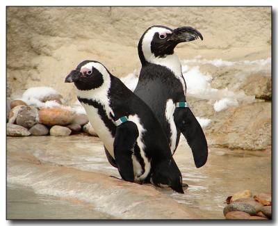 penguins1079.jpg