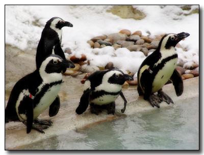 penguins4199.jpg