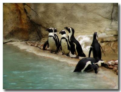 penguins4211.jpg