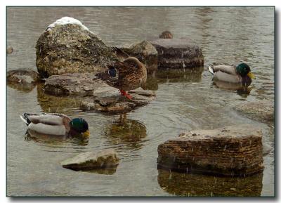 g3/68/179368/3/56922257.duck1501.jpg