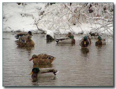 ducks1480.jpg
