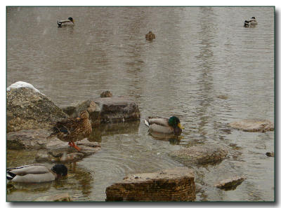 ducks1505.jpg