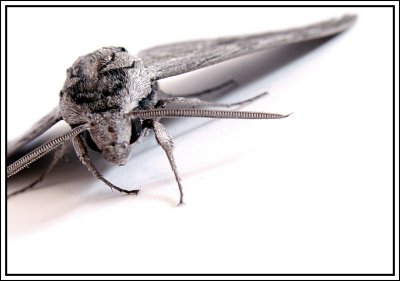 Moth web 1506.jpg