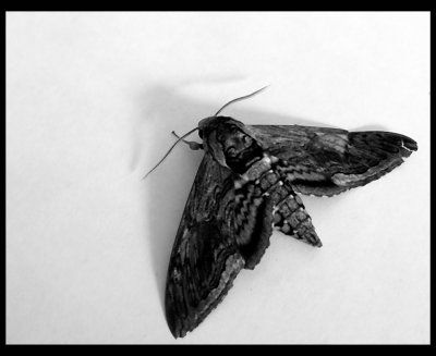 Moth web 1522.jpg