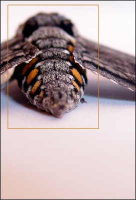 Moth web 1535.jpg