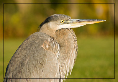 heron0237.jpg