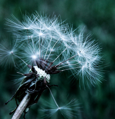 Dandelion web 9173.jpg