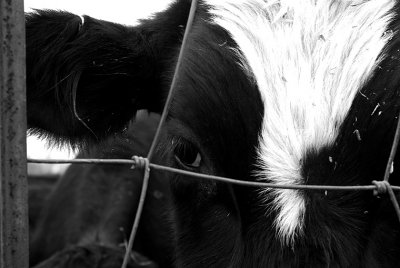 cow face web 7928.jpg