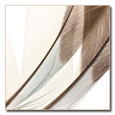 feather0671.jpg