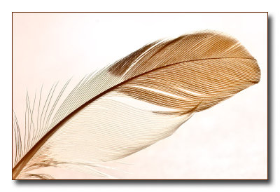feather0689.jpg