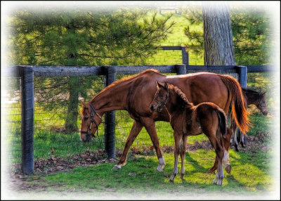 horses5064.jpg