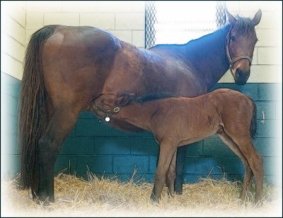 horses4787.jpg