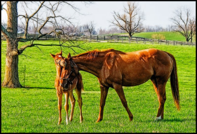 horse5038.jpg