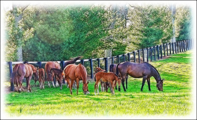 horses5080.jpg