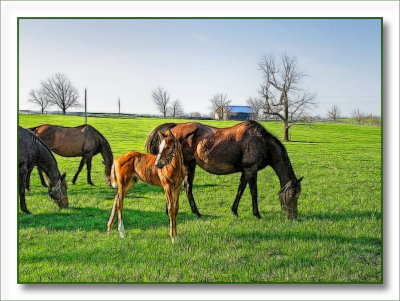 horses5016.jpg