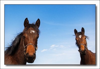 horses4894.jpg