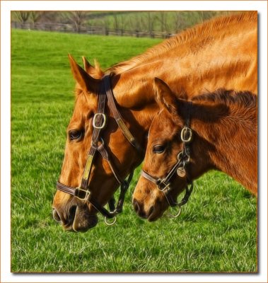 horses5049.jpg